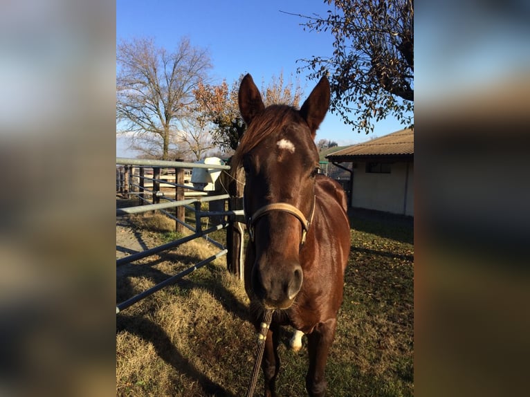 American Quarter Horse Castrone 9 Anni 157 cm Sauro in Tengen