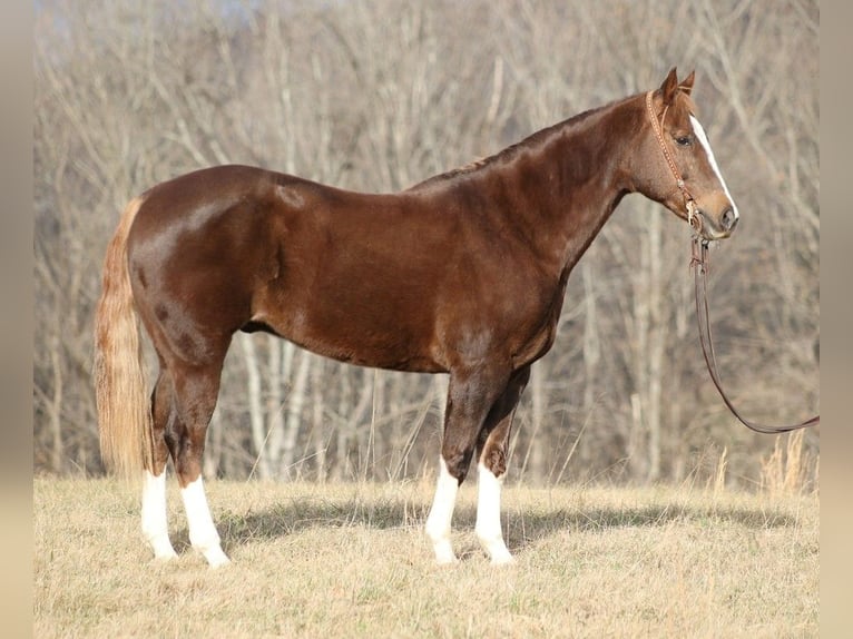 American Quarter Horse Castrone 9 Anni 157 cm Sauro scuro in Brodhead KY