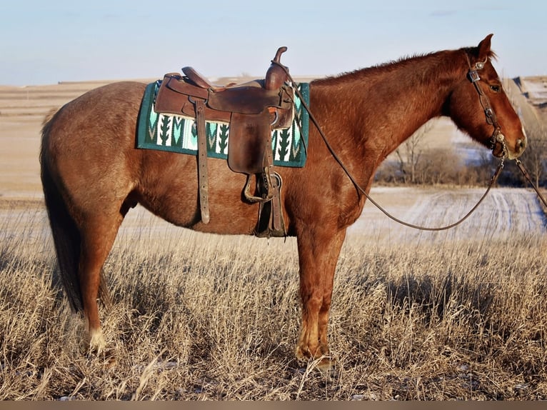 American Quarter Horse Castrone 9 Anni 157 cm Sauro scuro in Camp Verde, AZ