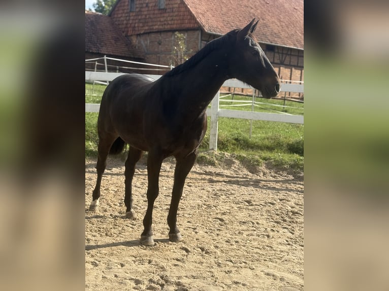 American Quarter Horse Castrone 9 Anni 158 cm Baio in Pap