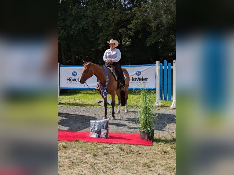 American Quarter Horse Castrone 9 Anni 159 cm Baio in Mönchengladbach