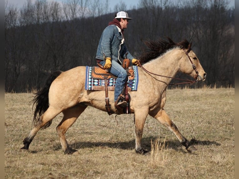 American Quarter Horse Castrone 9 Anni 160 cm Baio chiaro in Brodhead KY