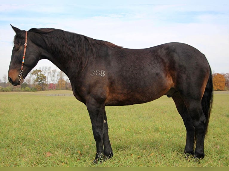 American Quarter Horse Castrone 9 Anni 160 cm Baio ciliegia in Highland MI