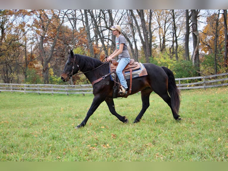 American Quarter Horse Castrone 9 Anni 160 cm Baio ciliegia in Highland MI