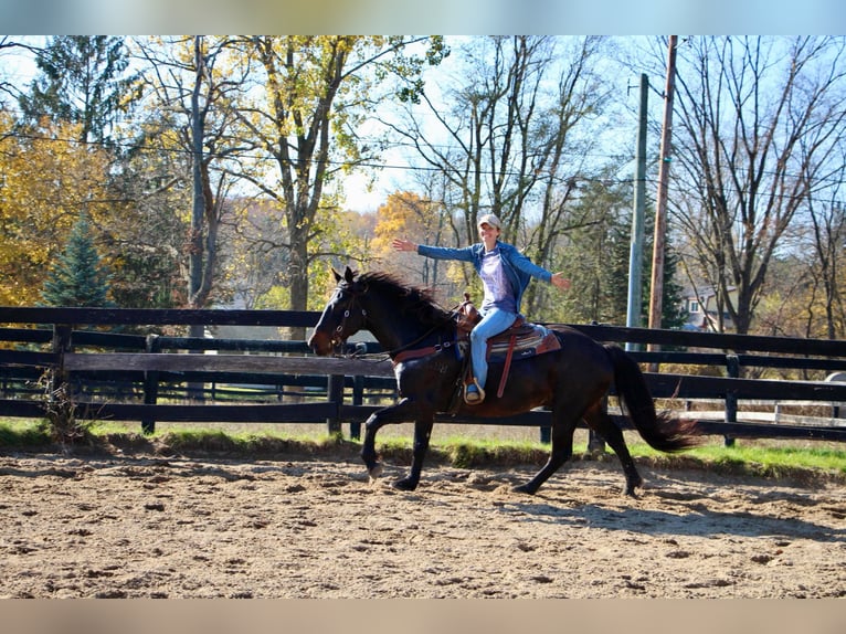 American Quarter Horse Castrone 9 Anni 160 cm Baio ciliegia in Highland MI