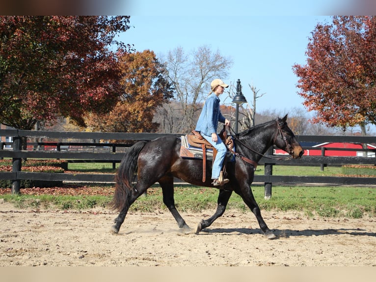 American Quarter Horse Castrone 9 Anni 160 cm Baio ciliegia in Highland MI