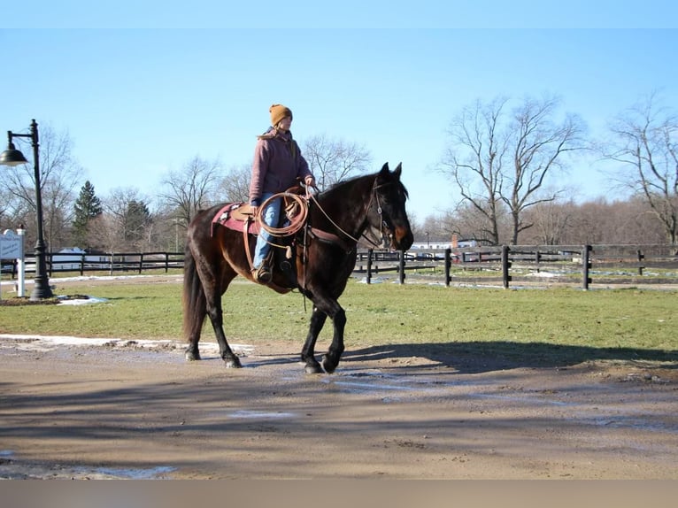 American Quarter Horse Castrone 9 Anni 160 cm Baio ciliegia in Highland MI