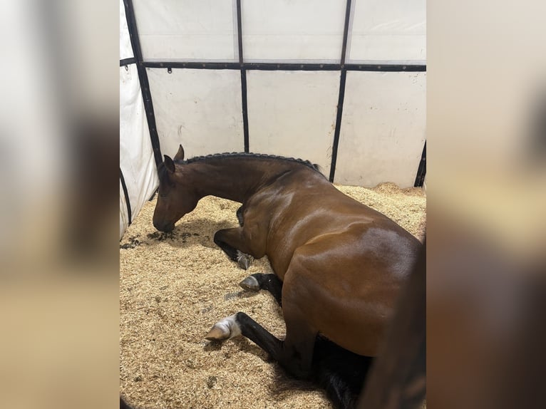 American Quarter Horse Castrone 9 Anni 160 cm Baio ciliegia in Danville