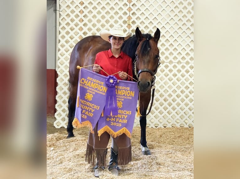 American Quarter Horse Castrone 9 Anni 160 cm Baio ciliegia in Danville