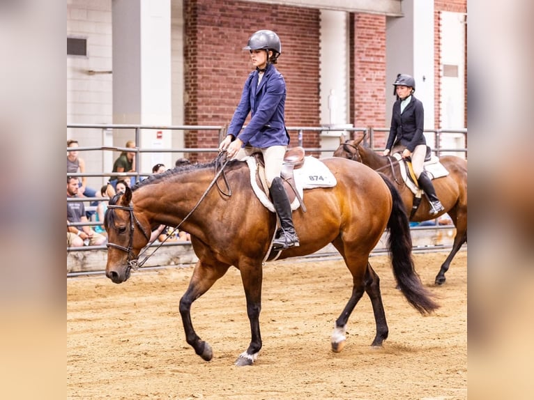 American Quarter Horse Castrone 9 Anni 160 cm Baio ciliegia in Danville