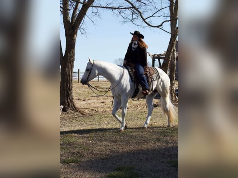 American Quarter Horse Castrone 9 Anni 160 cm Grigio in Mt Hope AL