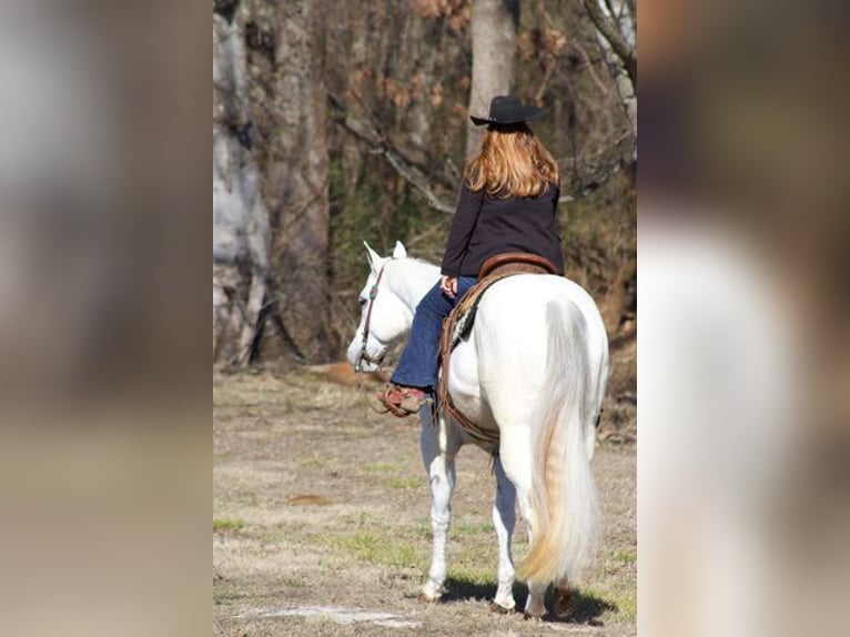 American Quarter Horse Castrone 9 Anni 160 cm Grigio in Mt Hope AL