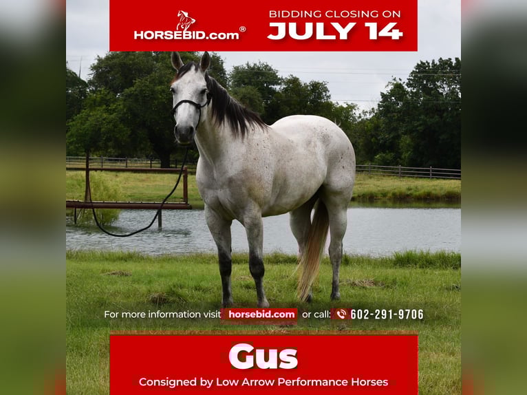 American Quarter Horse Castrone 9 Anni 160 cm Grigio in Stephenville, TX