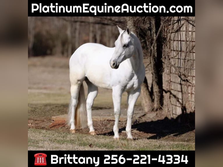 American Quarter Horse Castrone 9 Anni 160 cm Grigio in MT Hope AL