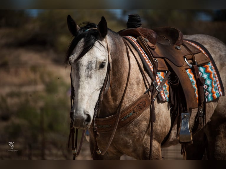 American Quarter Horse Castrone 9 Anni 160 cm Grigio in Wendall ID