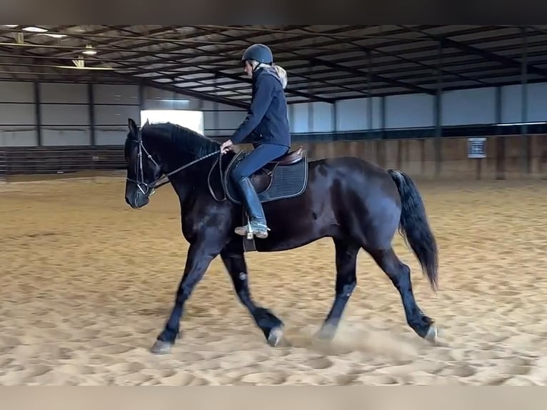 American Quarter Horse Castrone 9 Anni 160 cm Morello in Jacksboro