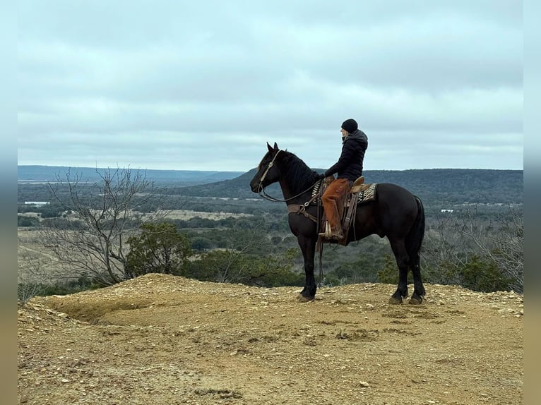 American Quarter Horse Castrone 9 Anni 160 cm Morello in Jacksboro