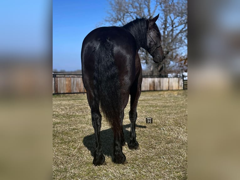 American Quarter Horse Castrone 9 Anni 160 cm Morello in Jacksboro