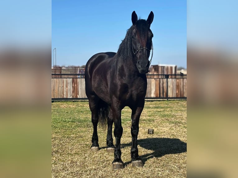 American Quarter Horse Castrone 9 Anni 160 cm Morello in Jacksboro