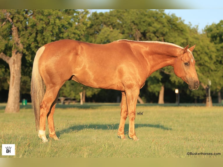 American Quarter Horse Castrone 9 Anni 160 cm Palomino in Weatherford TX