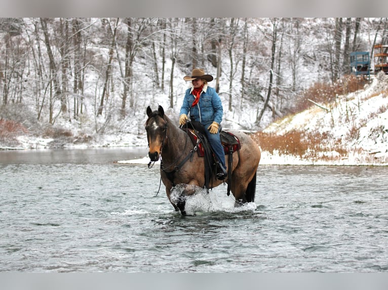 American Quarter Horse Castrone 9 Anni 160 cm Pelle di daino in Clarion