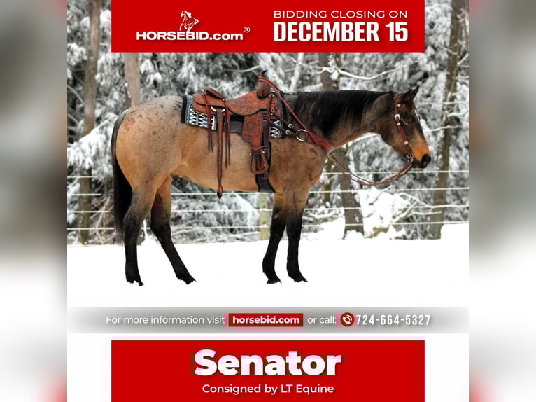 American Quarter Horse Castrone 9 Anni 160 cm Pelle di daino in Clarion