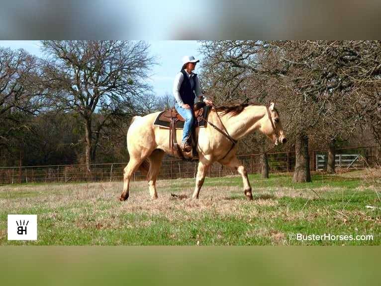 American Quarter Horse Castrone 9 Anni 160 cm Pelle di daino in Weatherford