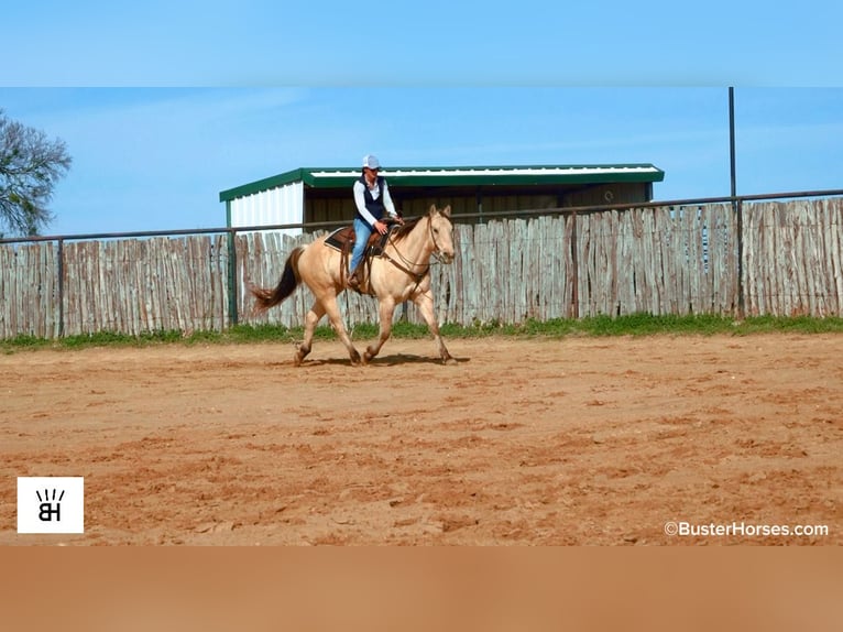 American Quarter Horse Castrone 9 Anni 160 cm Pelle di daino in Weatherford