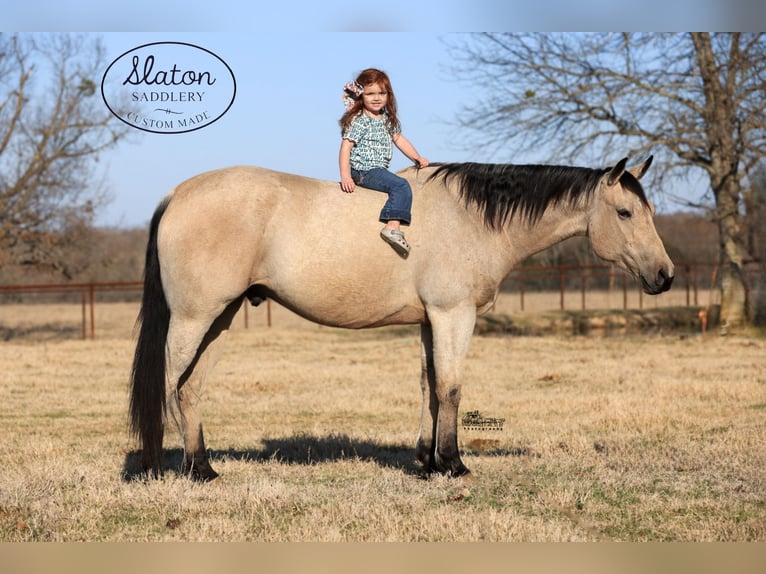 American Quarter Horse Castrone 9 Anni 160 cm Pelle di daino in Canton, TX