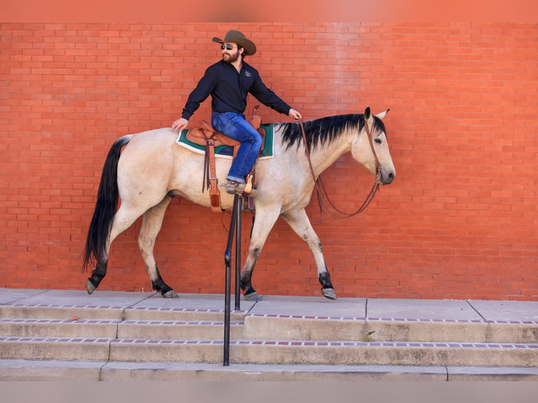 American Quarter Horse Castrone 9 Anni 160 cm Pelle di daino in Canton, TX