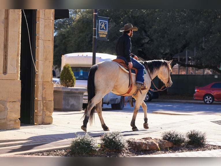 American Quarter Horse Castrone 9 Anni 160 cm Pelle di daino in Canton, TX