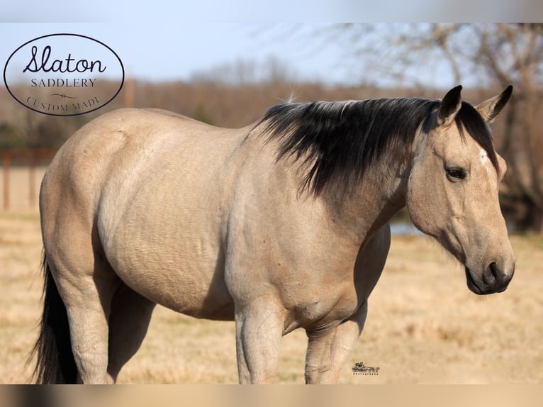 American Quarter Horse Castrone 9 Anni 160 cm Pelle di daino in Canton, TX