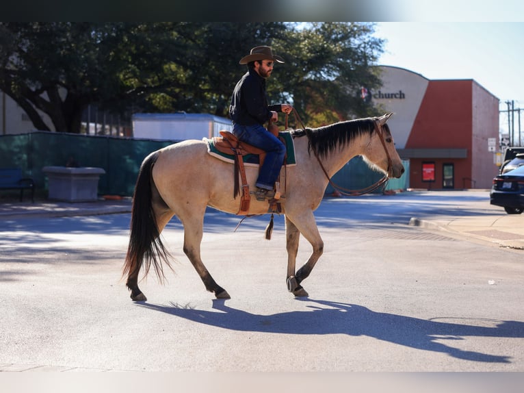 American Quarter Horse Castrone 9 Anni 160 cm Pelle di daino in Canton, TX