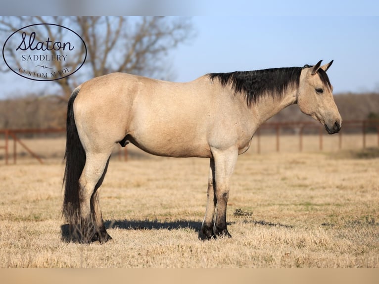 American Quarter Horse Castrone 9 Anni 160 cm Pelle di daino in Canton, TX