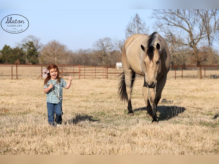 American Quarter Horse Castrone 9 Anni 160 cm Pelle di daino in Canton, TX