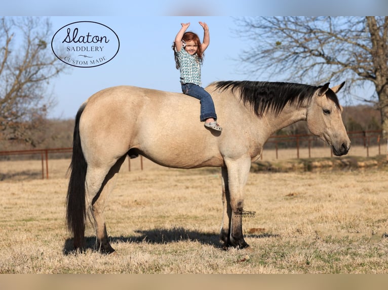 American Quarter Horse Castrone 9 Anni 160 cm Pelle di daino in Canton, TX