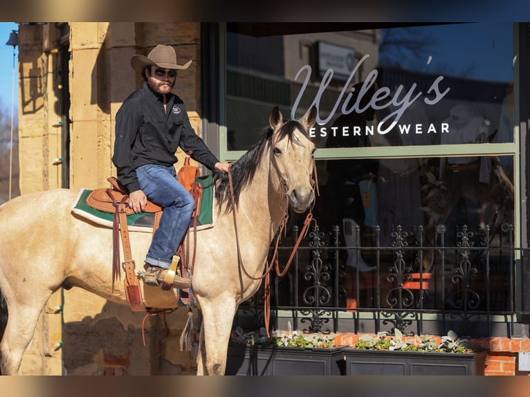 American Quarter Horse Castrone 9 Anni 160 cm Pelle di daino in Canton, TX