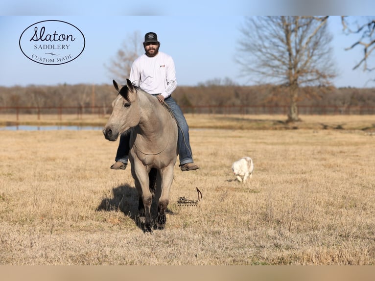 American Quarter Horse Castrone 9 Anni 160 cm Pelle di daino in Canton, TX