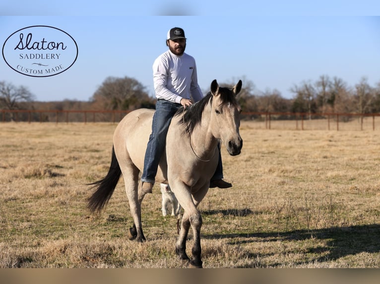 American Quarter Horse Castrone 9 Anni 160 cm Pelle di daino in Canton, TX