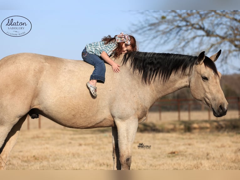 American Quarter Horse Castrone 9 Anni 160 cm Pelle di daino in Canton, TX