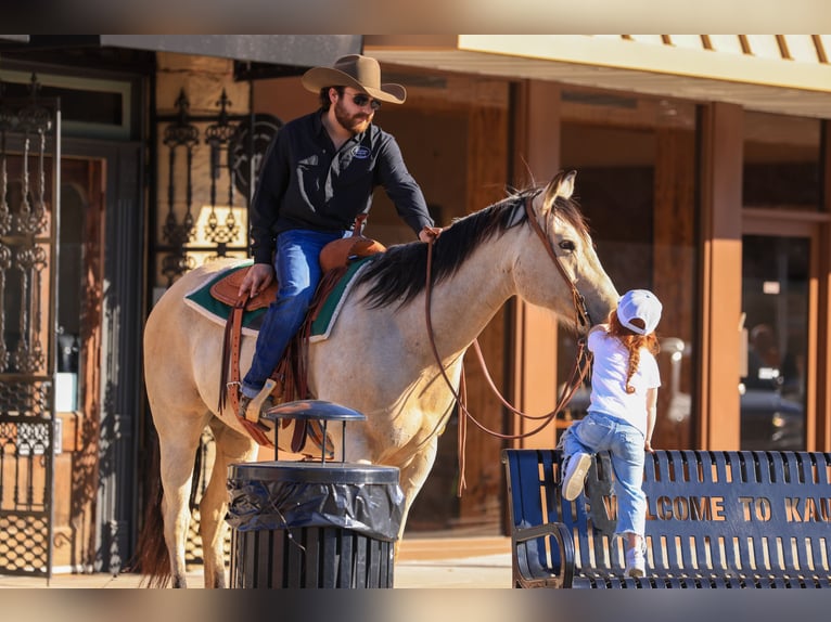 American Quarter Horse Castrone 9 Anni 160 cm Pelle di daino in Canton, TX