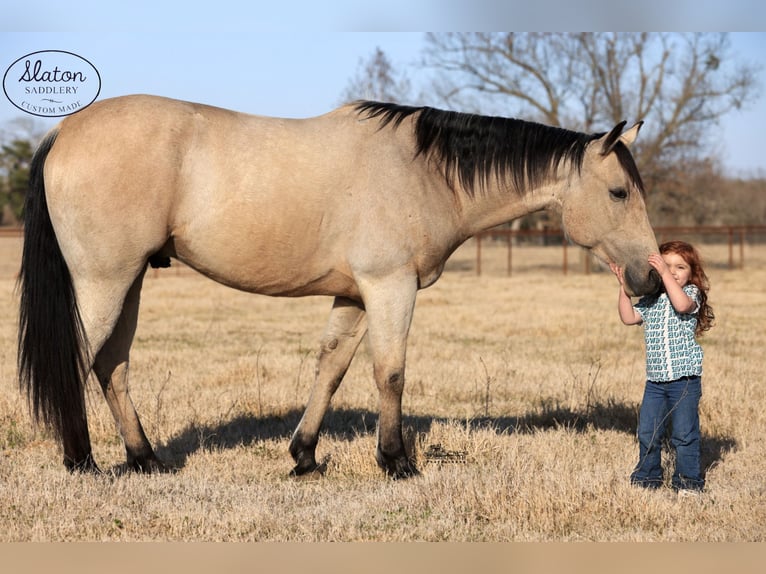 American Quarter Horse Castrone 9 Anni 160 cm Pelle di daino in Canton, TX