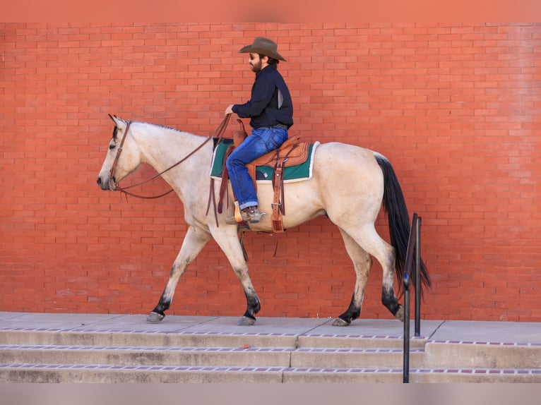 American Quarter Horse Castrone 9 Anni 160 cm Pelle di daino in Canton, TX