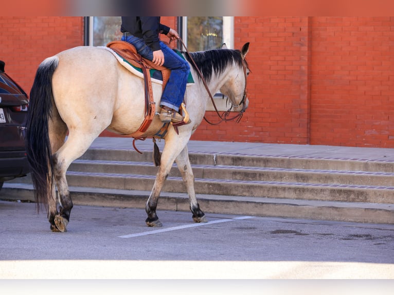 American Quarter Horse Castrone 9 Anni 160 cm Pelle di daino in Canton, TX