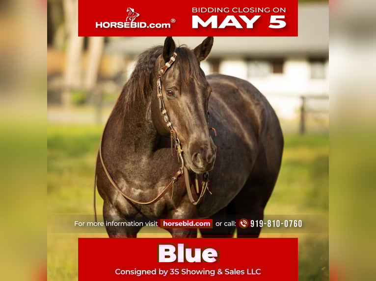 American Quarter Horse Castrone 9 Anni 160 cm in Ocala, FL