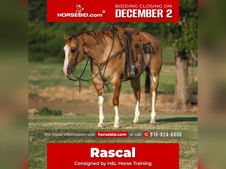 American Quarter Horse Castrone 9 Anni 160 cm Red dun in Orangevale