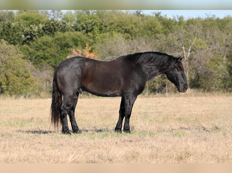 American Quarter Horse Castrone 9 Anni 160 cm Roano blu in Waco TX