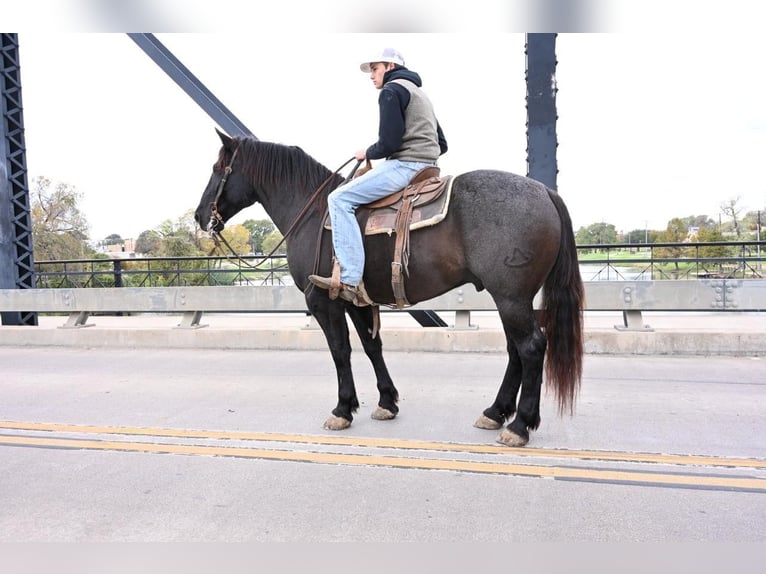 American Quarter Horse Castrone 9 Anni 160 cm Roano blu in Waco TX