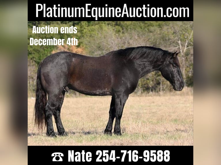 American Quarter Horse Castrone 9 Anni 160 cm Roano blu in Waco TX