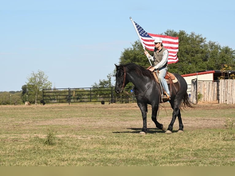 American Quarter Horse Castrone 9 Anni 160 cm Roano blu in Waco TX